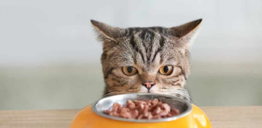 Rauw essen kattenvoer