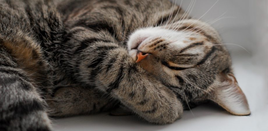 Hoe lang slapen katten?