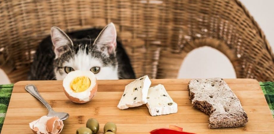 Kattenvoer - Wat mogen katten niet eten?