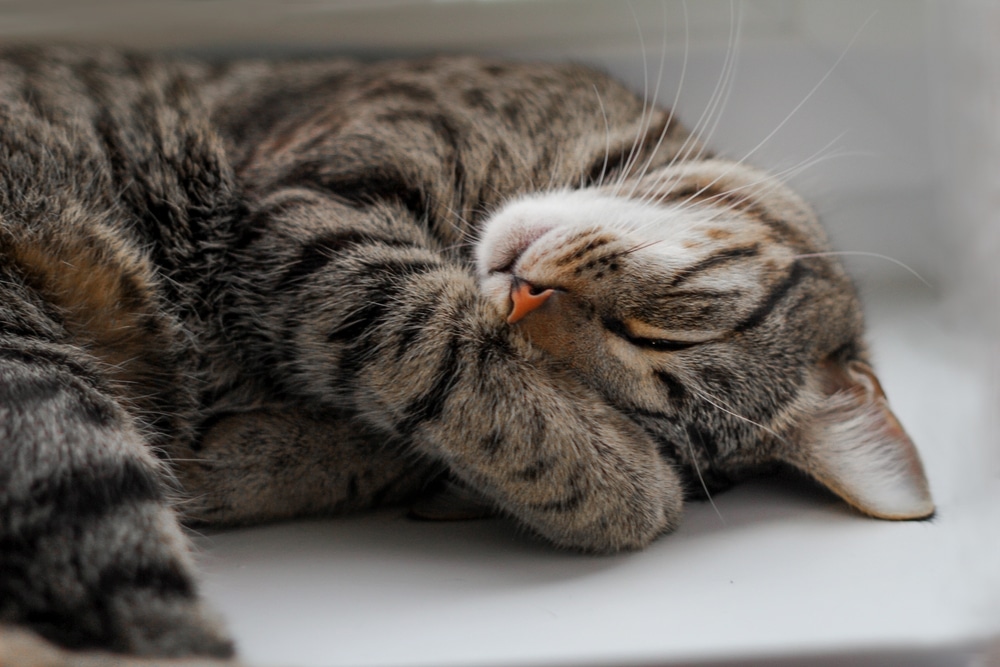 Waarom slapen katten zoveel?