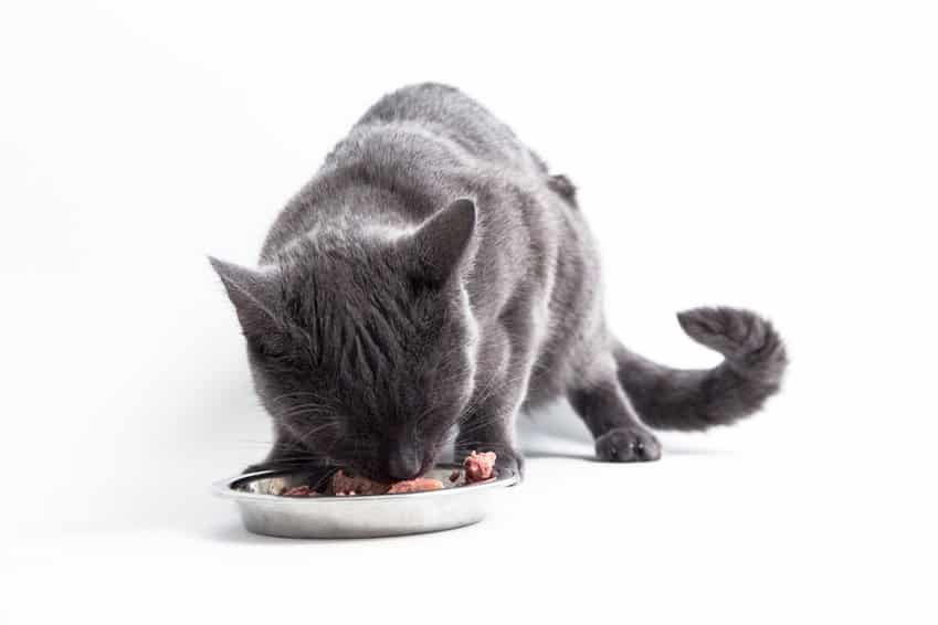 BARFing in plaats van kant-en-klaar voedsel - zelfgemaakt, soortgeschikt voedsel voor katten