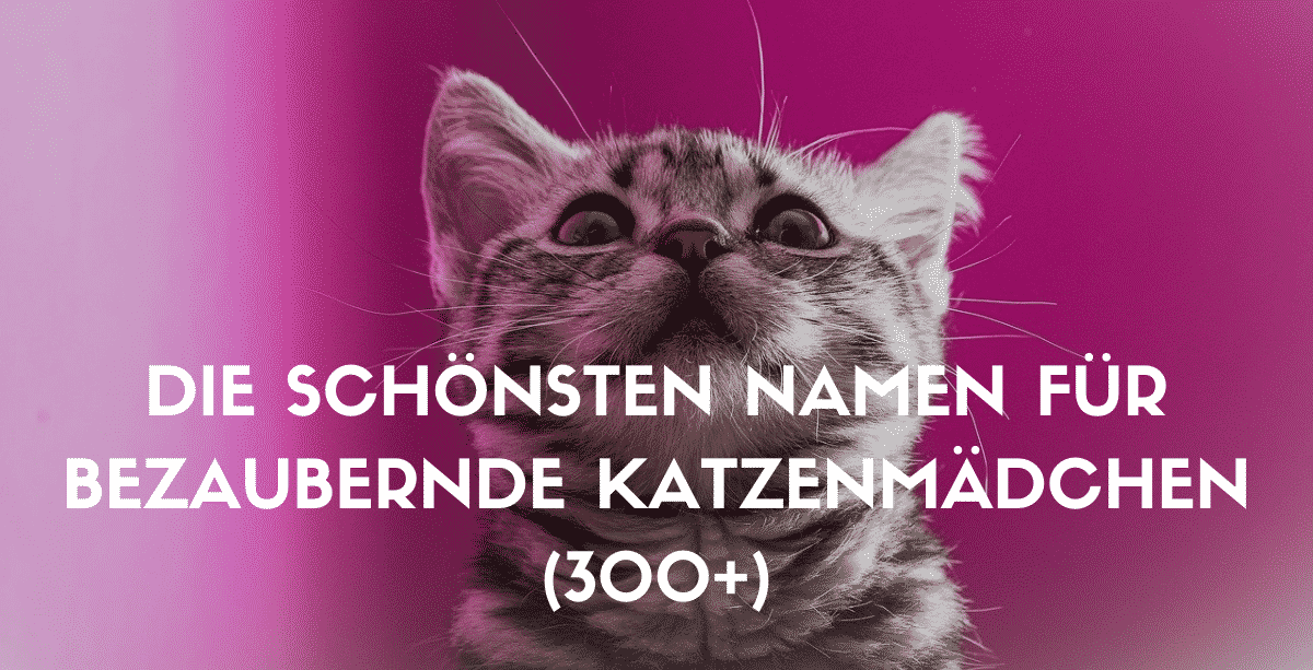 Kattennamen: 300+ schattige namen voor katten