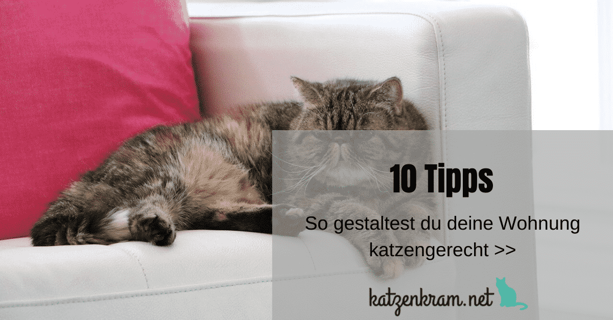 Binnenkatten: 10 tips voor een katvriendelijk appartement