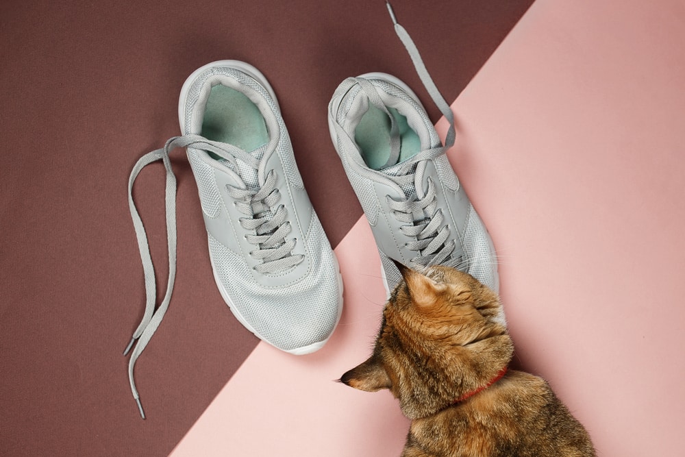 Kat snuift schoenen op