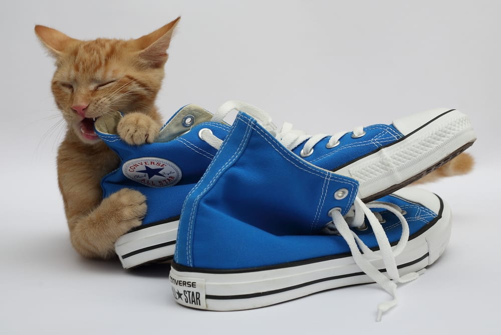 Kat knabbelt aan een blauwe schoen
