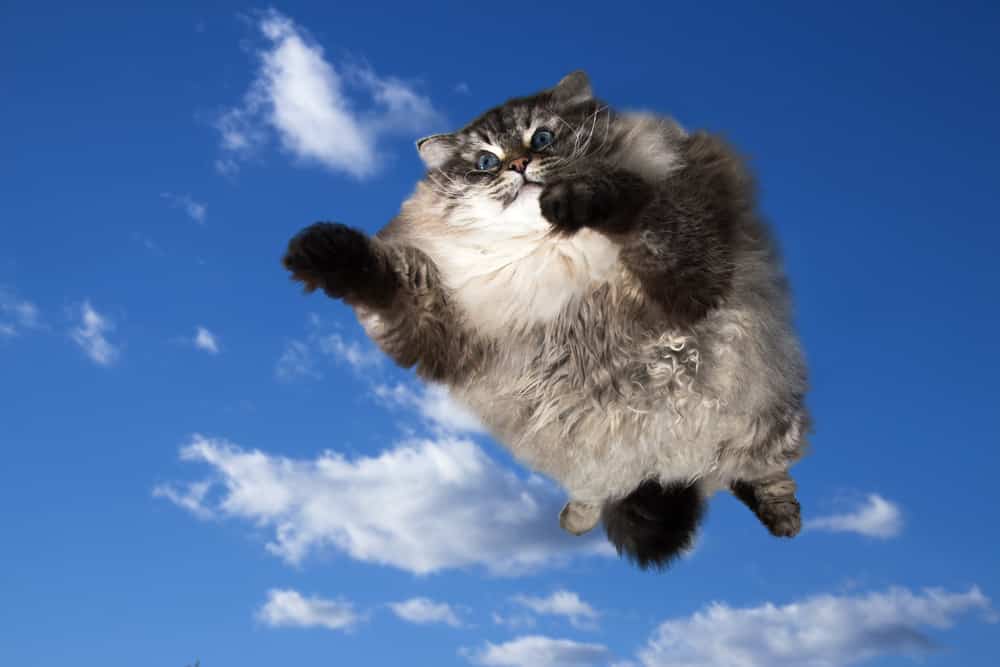 Katten kunnen ook vallen van grote hoogte overleven