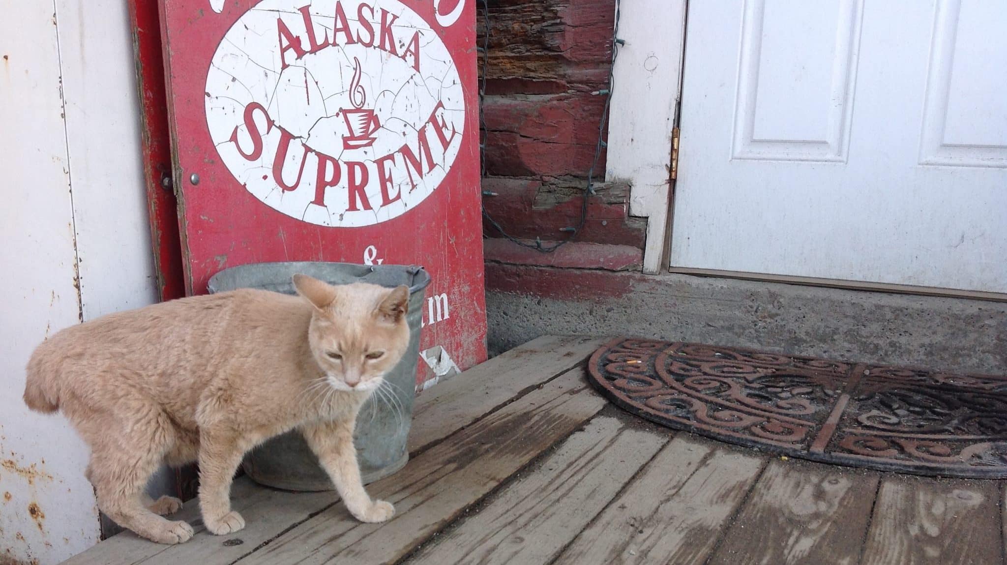 Kat als burgemeester- Cat Stubbs