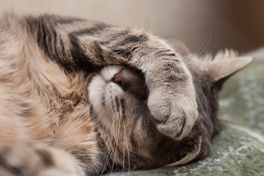 Afbeelding / Foto: Zieke kat met kou. Niezen als symptoom van ziekte