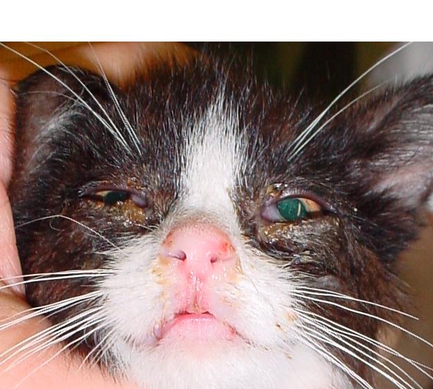 Kattengriep herpes.jpg