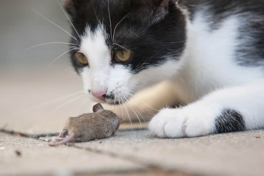 Afbeelding/ Foto: Kat vangt muis, kan besmet raken met wormen