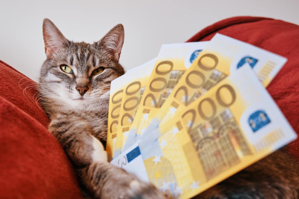 Ziektekostenverzekering Cat Kosten