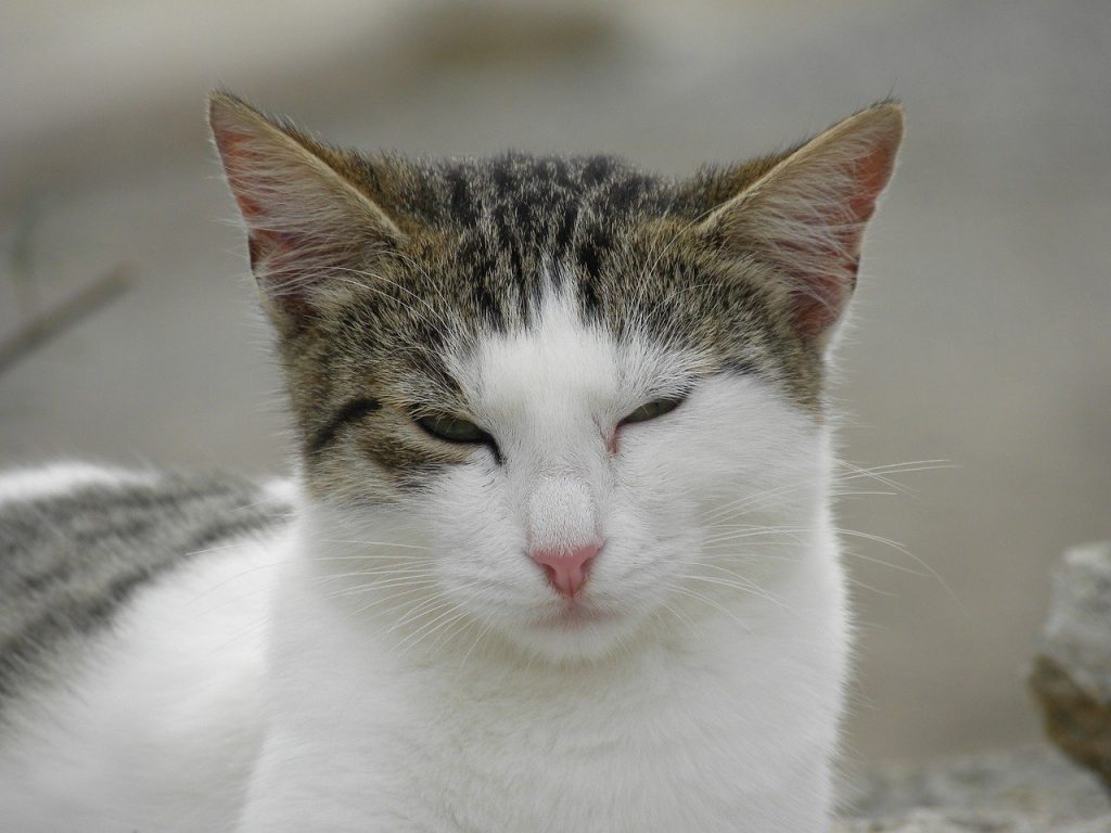 Kat knipoogt of knippert met zijn ogen