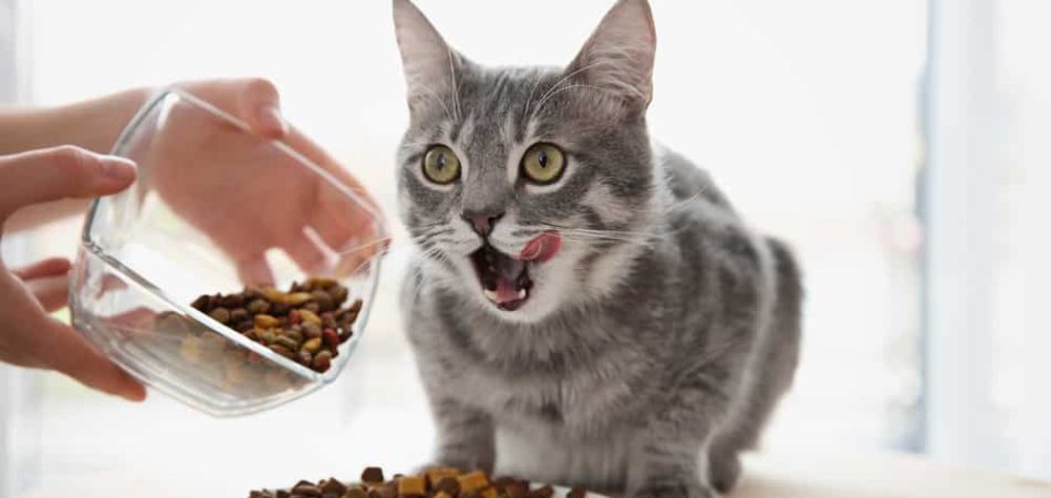 6 redenen waarom droogvoer ongezond is voor katten