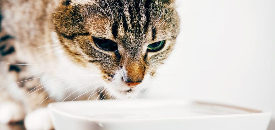 Drinkt je kat veel water? – Hoe de oorzaak onmiddellijk te herkennen