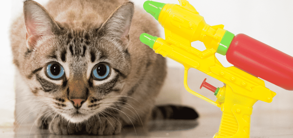 Een kat opvoeden met een waterpistool? Alsjeblieft, niet doen!