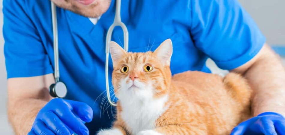 Hulp voor vrij rondlopende katten: hoe een Giardia-infectie te herkennen