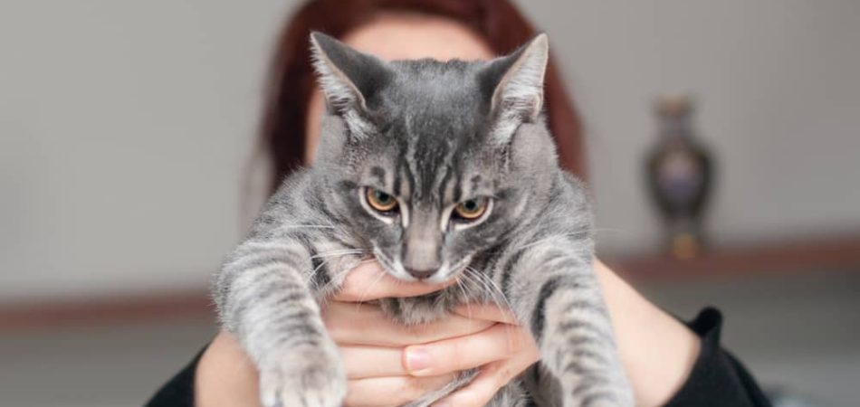 Kat heeft wormen – 13 belangrijke vragen (en antwoorden) over het ontwormen van katten