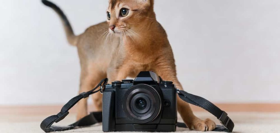 Kattenfoto's: De 30 meest vertederende foto's van katten
