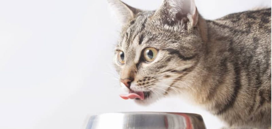 Kattenvoer: deze 7 ingrediënten kunnen uw kat ziek maken