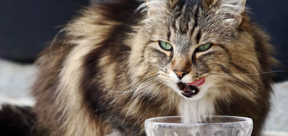 Kattenvoer zonder graan: omdat katten roofdieren zijn