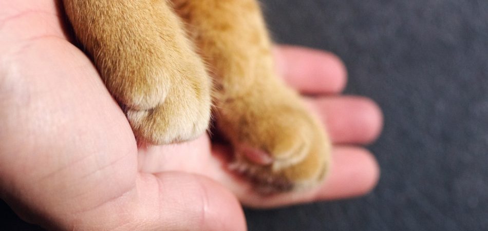 Kattenziekteverzekering – allround bescherming voor buitendieren en huistijgers