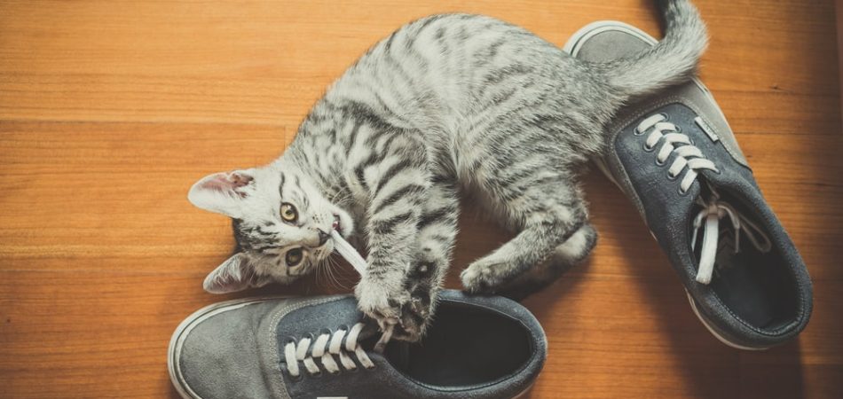 Waarom houden katten van schoenen