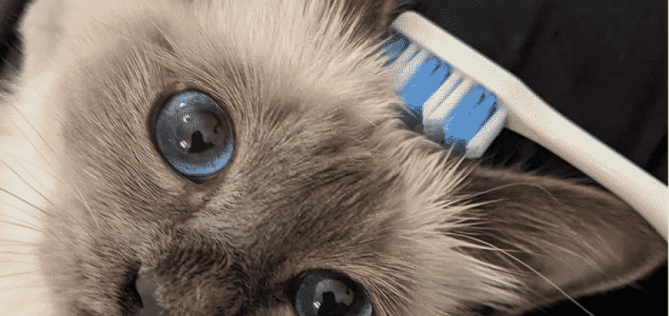 Vreemde social media trend: Waarom worden katten graag geaaid met een natte tandenborstel?