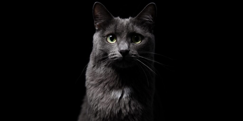 Kunnen katten in het donker zien? De Buitenkat