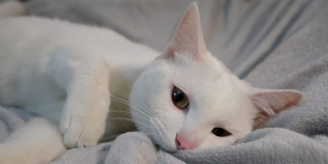 Waarom kneden en bijten katten dekens? De Buitenkat