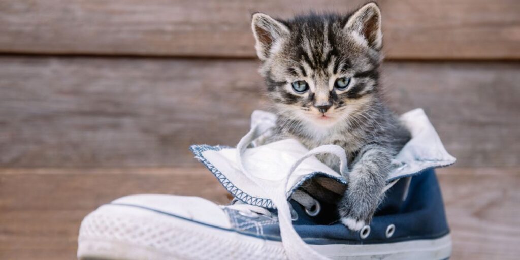 Waarom plassen en poepen katten in schoenen? De Buitenkat