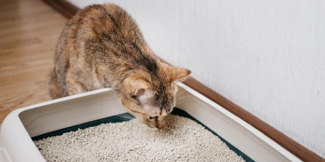 Hoe weten katten dat ze een kattenbak moeten gebruiken? De