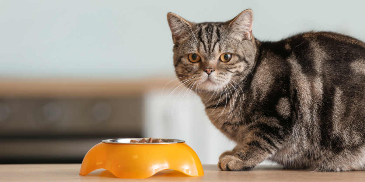 Hoe lang kan een kat overleven zonder voedsel? De Buitenkat