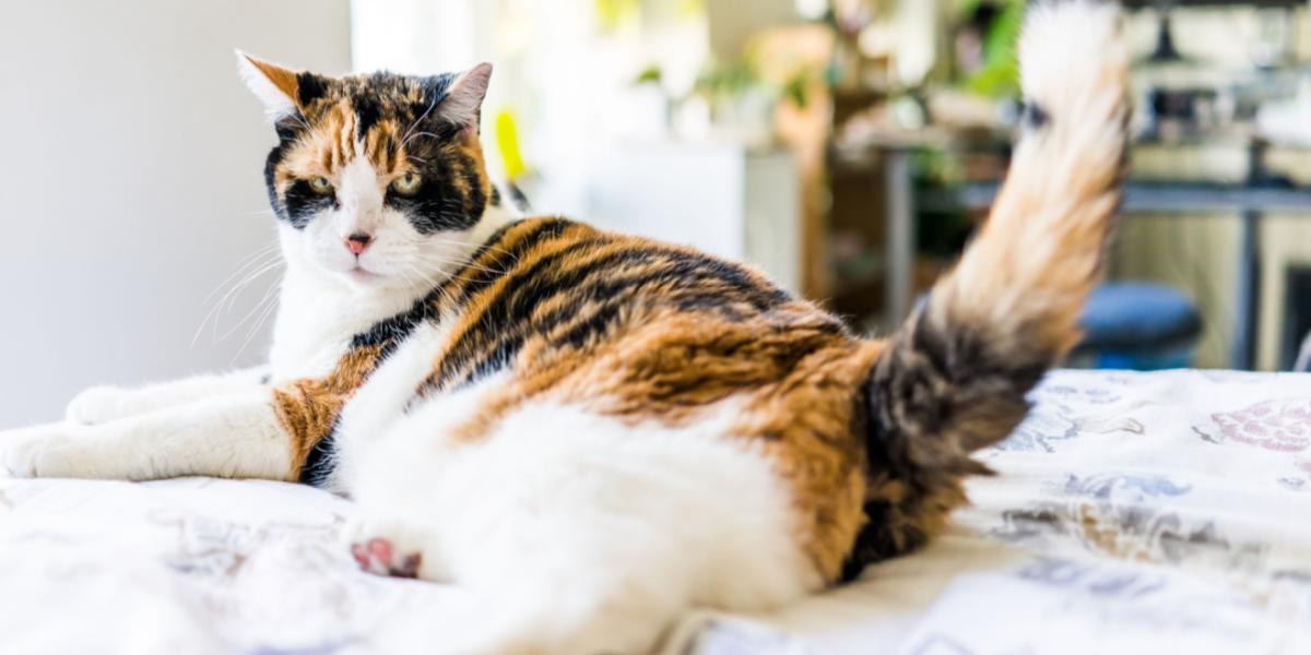 Waarom zwaaien katten met hun staarten? De Buitenkat