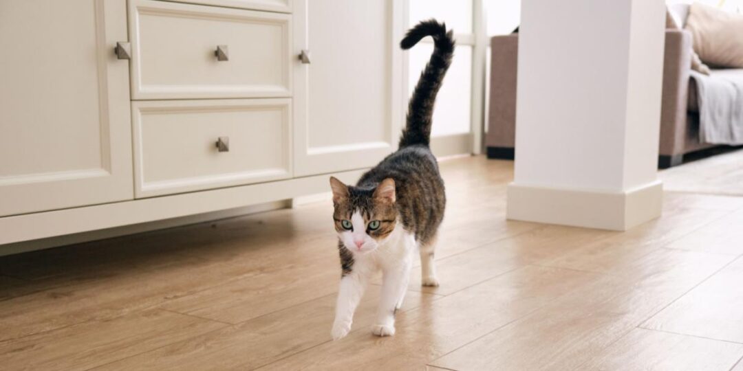 Wat betekent het als een kat zijn staart opblaast? De Buitenkat